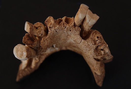 İnsansı Tür Homo antecessor Farklı Bir Diyete Sahipti