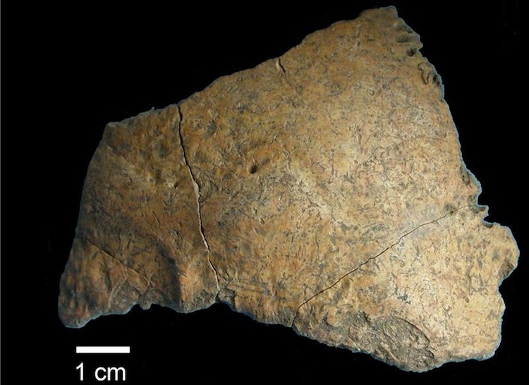 Erken Modern İnsanların Diyeti Neandertallere Göre Daha Esnek Değildi