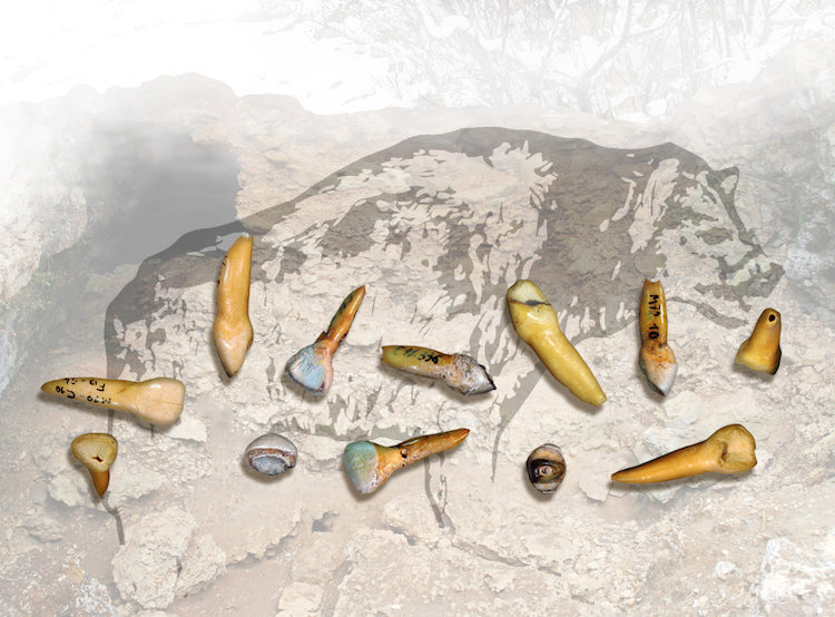 65.000 Yıl Önce Bir Sırtlan Neandertal Yemiş Olabilir