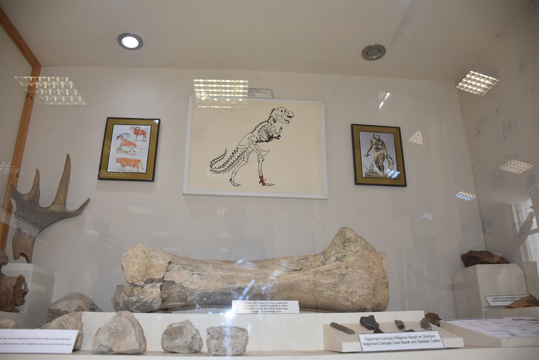 Kars'taki dinozor kemiği yoğun ilgi görüyor