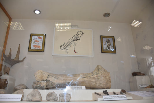 Kars'taki dinozor kemiği yoğun ilgi görüyor