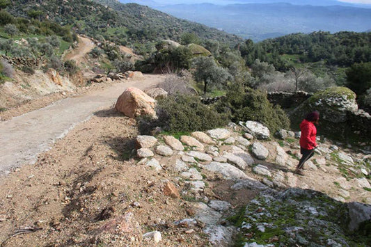 Aydın’da 2300 Yıllık Antik Yol, Dozerle Tahrip Edildi
