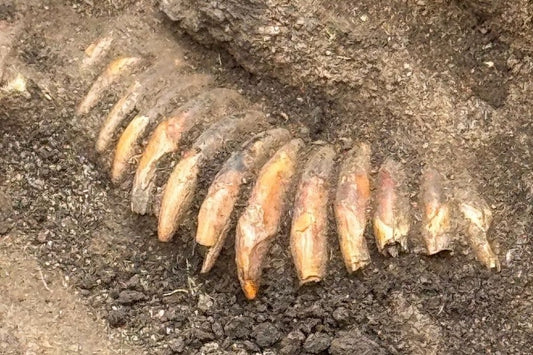 Polonya’da Diş Kolyeli ve Kesik Başlı Neolitik Mezar Bulundu