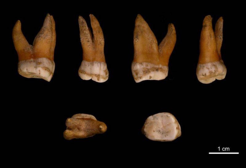 Avrupa’daki Son Neandertallerin Genetik Tarihi Oluşturuluyor
