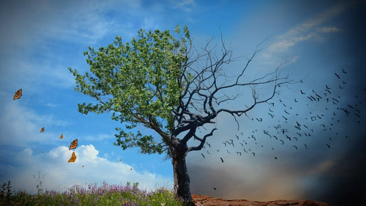 Anadolu insanı kuraklık ve iklim değişikliğine uyum sağlıyordu. Ancak, salgın, deprem ve savaşlar bu uyumu bozuyordu.