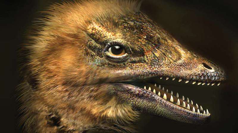 Bilim İnsanları Dinozor Yüzlü Tavuk Embriyosu Geliştirdi