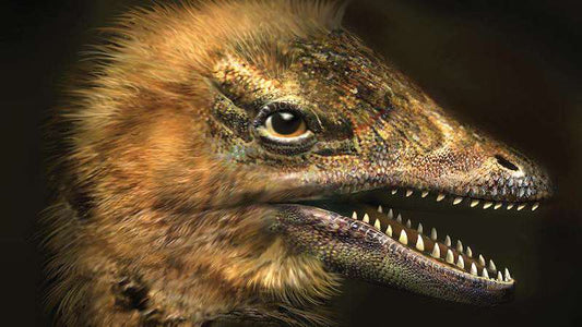 Bilim İnsanları Dinozor Yüzlü Tavuk Embriyosu Geliştirdi