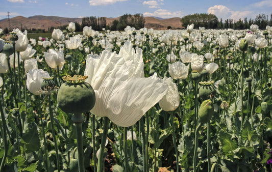 Anadolu ve Mezopotamya İnsanları Ritüellerde Marihuana Kullanıyordu