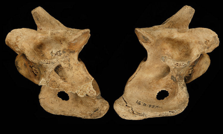 Neandertaller Grup Halinde Avlanıyorlardı