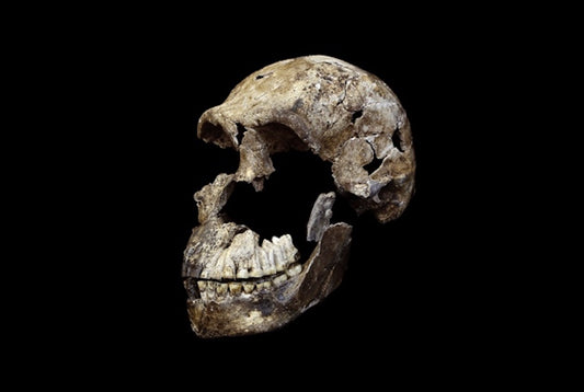 Homo Naledi Küçük Ama Karmaşık Bir Beyne Sahipti