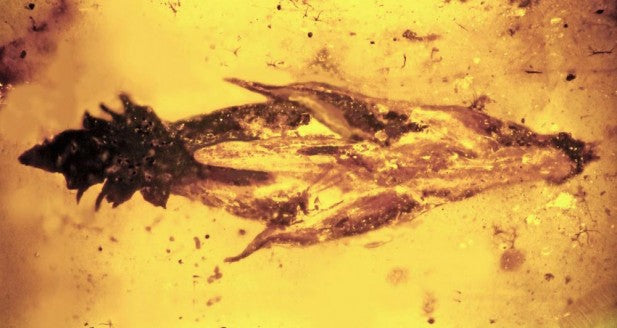 Dinozorlar Mantarla Kafayı Bulmuş Olabilir