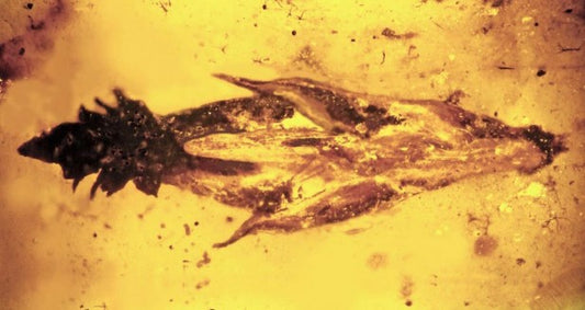 Dinozorlar Mantarla Kafayı Bulmuş Olabilir