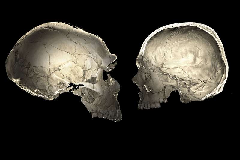 Neandertal DNA’sına Sahip Bazı İnsanların Kafası Daha Basık