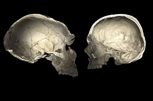 Neandertal DNA’sına Sahip Bazı İnsanların Kafası Daha Basık