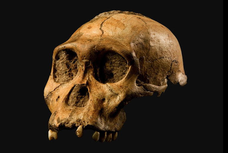 Farklı Türe Ait Sanılan Fosiller, Aynı Türe Ait Çıktı