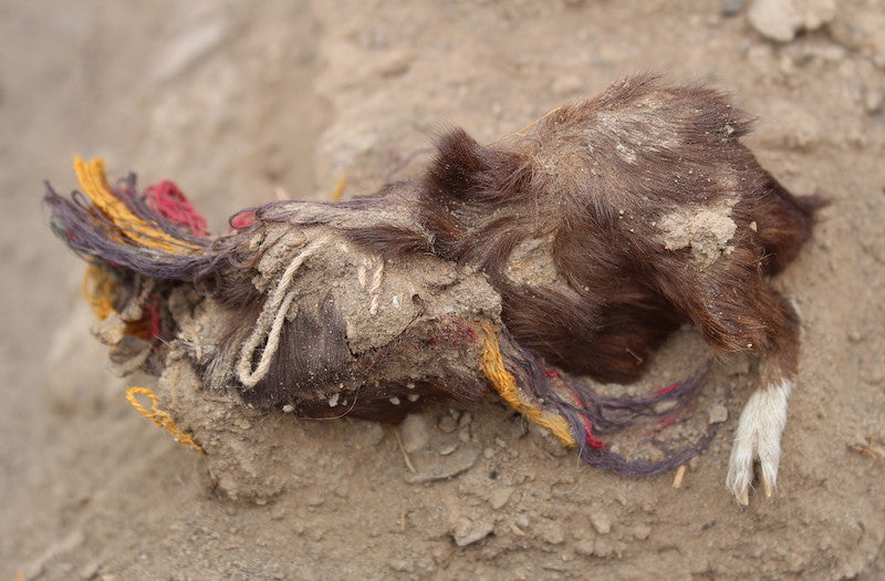 Peru’da Süslenerek Kurban Edilmiş Kobaylar Bulundu
