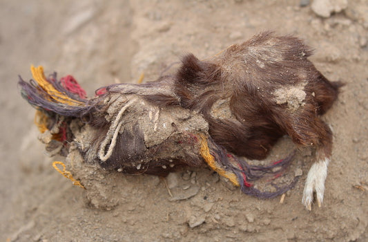 Peru’da Süslenerek Kurban Edilmiş Kobaylar Bulundu