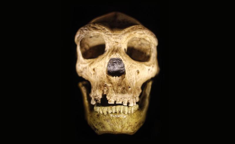 İnsan ve Neandertal, Gizemli Ortak Atadan Evrimleşmiş
