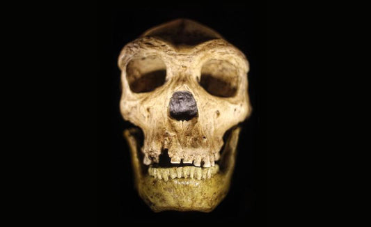 İnsan ve Neandertal, Gizemli Ortak Atadan Evrimleşmiş