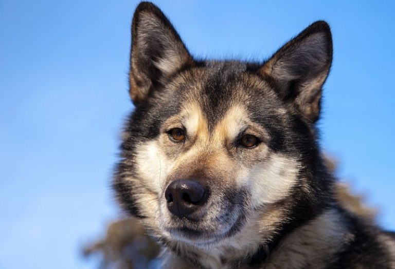 Köpeklerle İlişkimiz, Onlara Yük Taşıtmakla Başlamadı