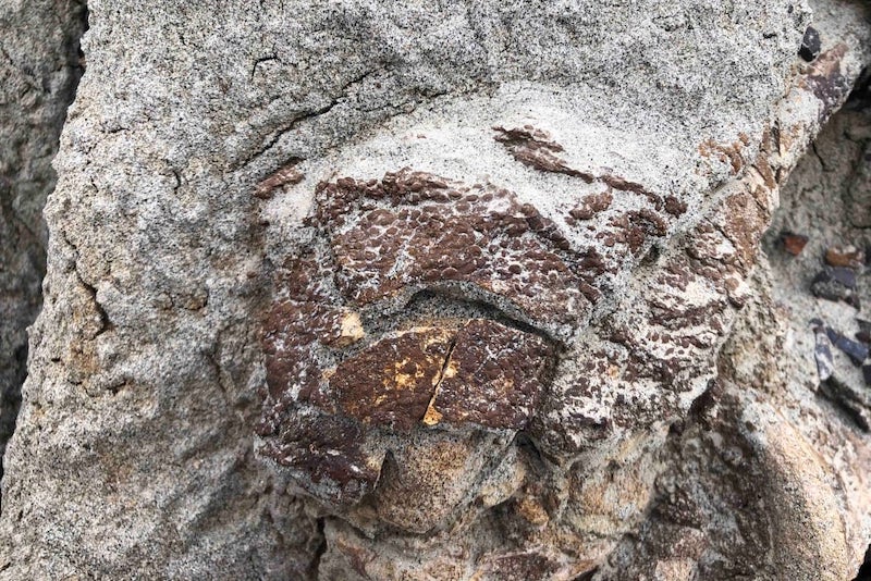 Basket Topu Benzeri Derisiyle Hadrosaur Fosili Bulundu