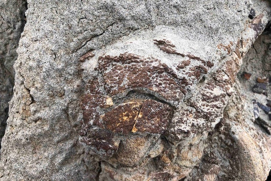 Basket Topu Benzeri Derisiyle Hadrosaur Fosili Bulundu