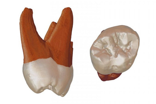 Sırbistan’da İlk Defa Neandertal Kalıntısı Bulundu