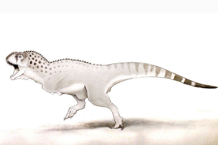 Afrika T-Rex’i Büyük Yok Oluştan Önceki Son Dinozorlardan Biriydi