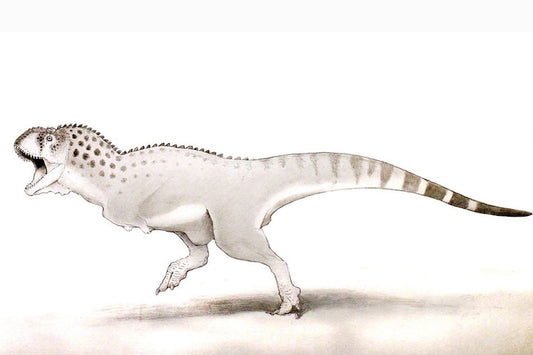 Afrika T-Rex’i Büyük Yok Oluştan Önceki Son Dinozorlardan Biriydi