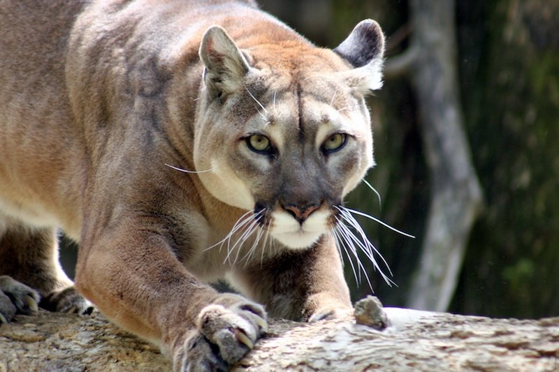 Puma Dışkısında Bilinen En Eski Parazit DNA’sı Bulundu
