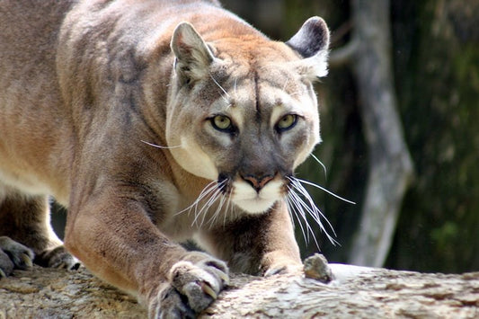Puma Dışkısında Bilinen En Eski Parazit DNA’sı Bulundu