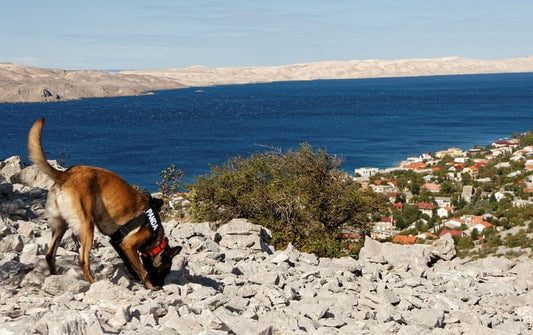 Eğitimli Köpekler Arkeolojik Mezarları Bulabiliyor