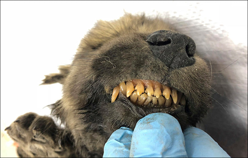Sibirya’da 18.000 Yıllık Donmuş Köpek Bulundu