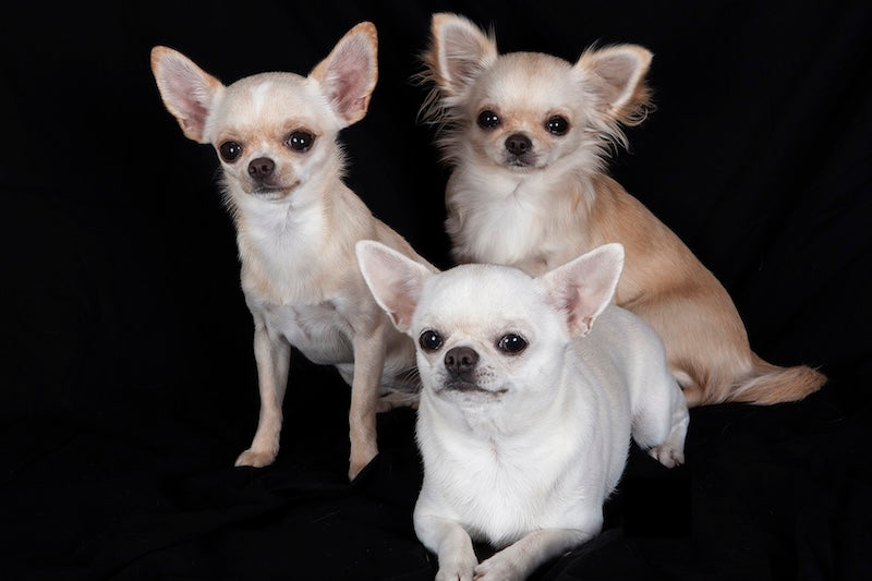 Chihuahuaların Kısmen Çakal Olduğu Ortaya Çıktı