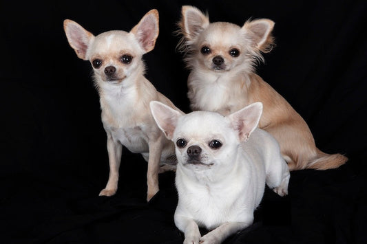 Chihuahuaların Kısmen Çakal Olduğu Ortaya Çıktı