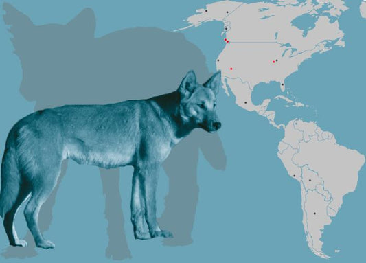 Köpekler İnsanlardan Binlerce Yıl Sonra Amerika’ya Ayak Basmış