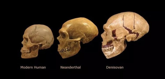 Altay İnsanı Denisovan'a ait ilk kafatası parçası bulundu