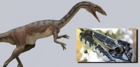 İsviçre'de bulunan fosiller yeni bir dinozor türüne ait çıktı