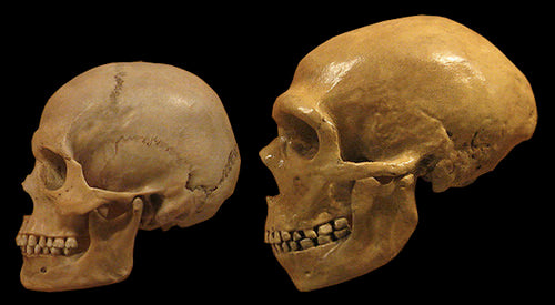 İnsanların Afrika’dan Taşıdığı Hastalıklar Neandertalleri Zayıflattı