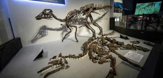 Japonya'da bulunan fosilden yeni bir dinozor türü keşfedildi