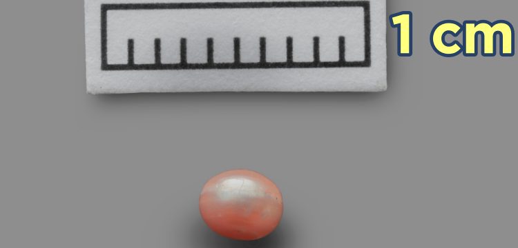 Dünyanın en eski incisi Marawah Adası'nda bulundu