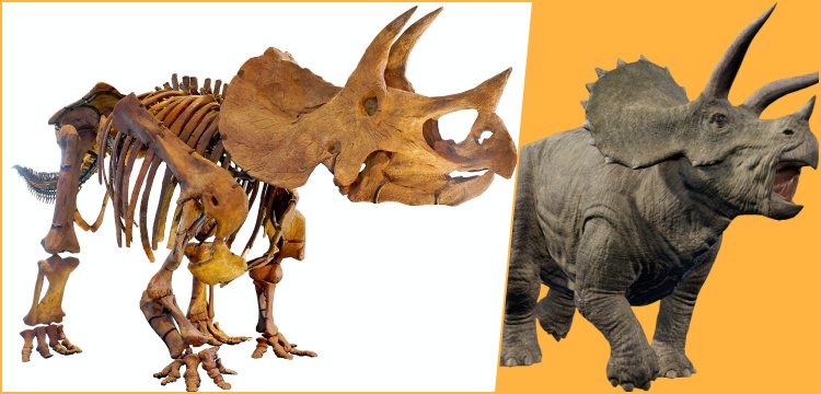 Yüzde 87'si tamamlanan Triceratops fosili Melbourne'de sergilenecek