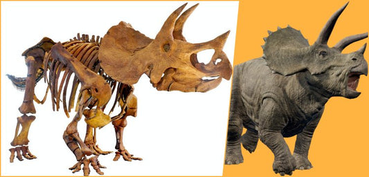 Yüzde 87'si tamamlanan Triceratops fosili Melbourne'de sergilenecek