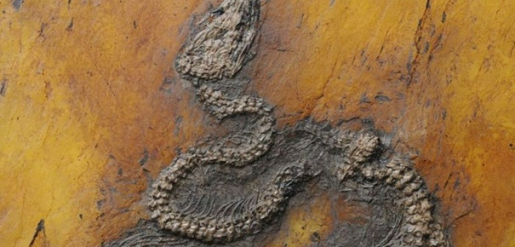 Almanya'da 47 milyon yıllık Piton yılanı fosili bulundu