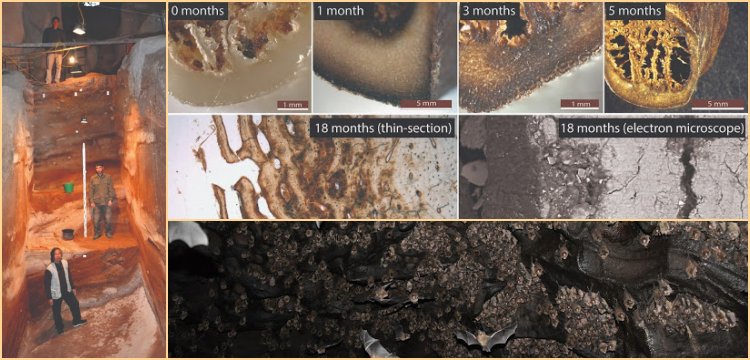Guano of the eastern horseshoe bats helped archaeologists