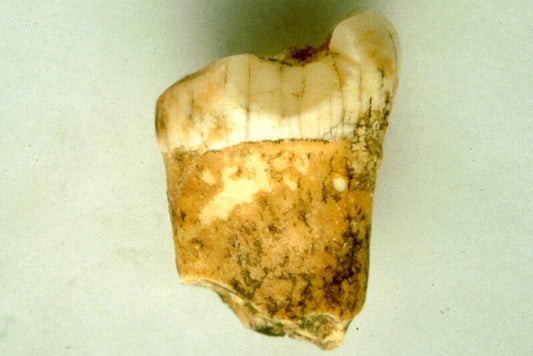 Araştırmaya Göre Neandertaller Muhtemelen Etoburdu