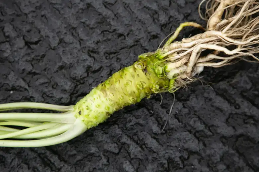 Mısır Papirüsleri Korumak İçin Yenilikçi Bir Çözüm: Wasabi