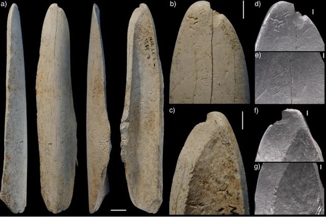 Neandertaller, Deri Yüzmek için Ren Geyiği Kemikleri Kullanmış