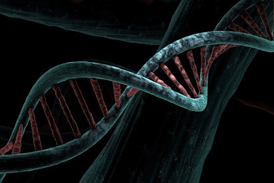 DNA’nın Bir Son Kullanma Tarihi Var, Ama Proteinlerin Yok