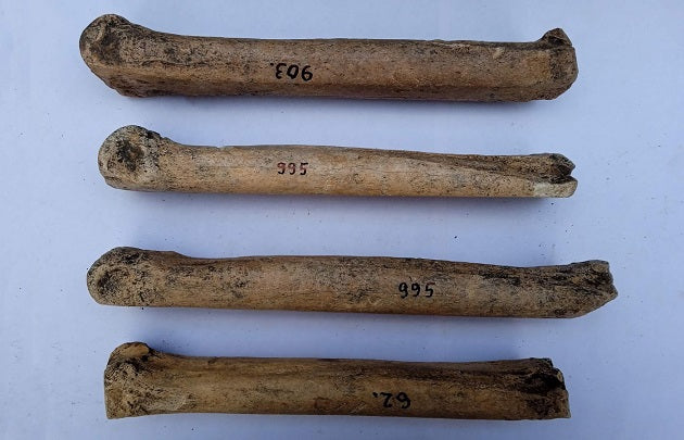Arkeologlar Antik At Kemiklerinden Yapılmış Patenler Keşfetti